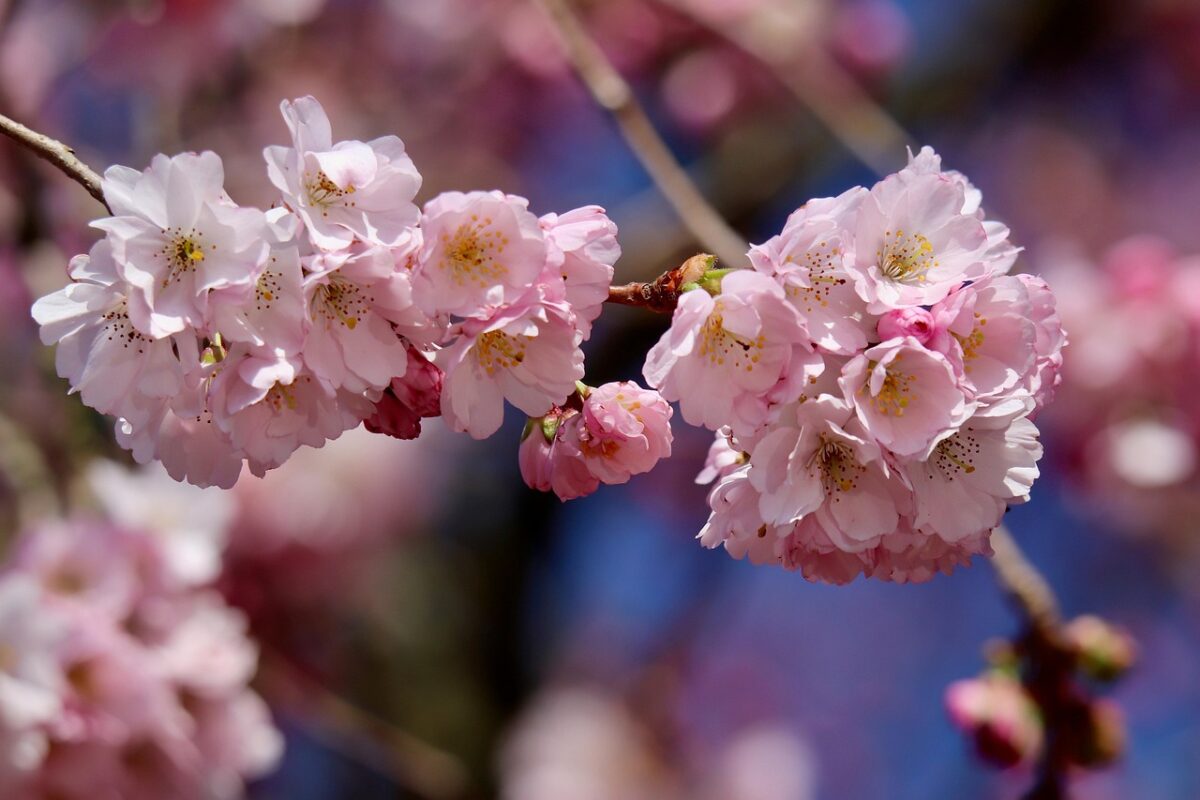 Дачники розповіли, які рослини можуть постраждати від третьої хвилі весняних заморозків