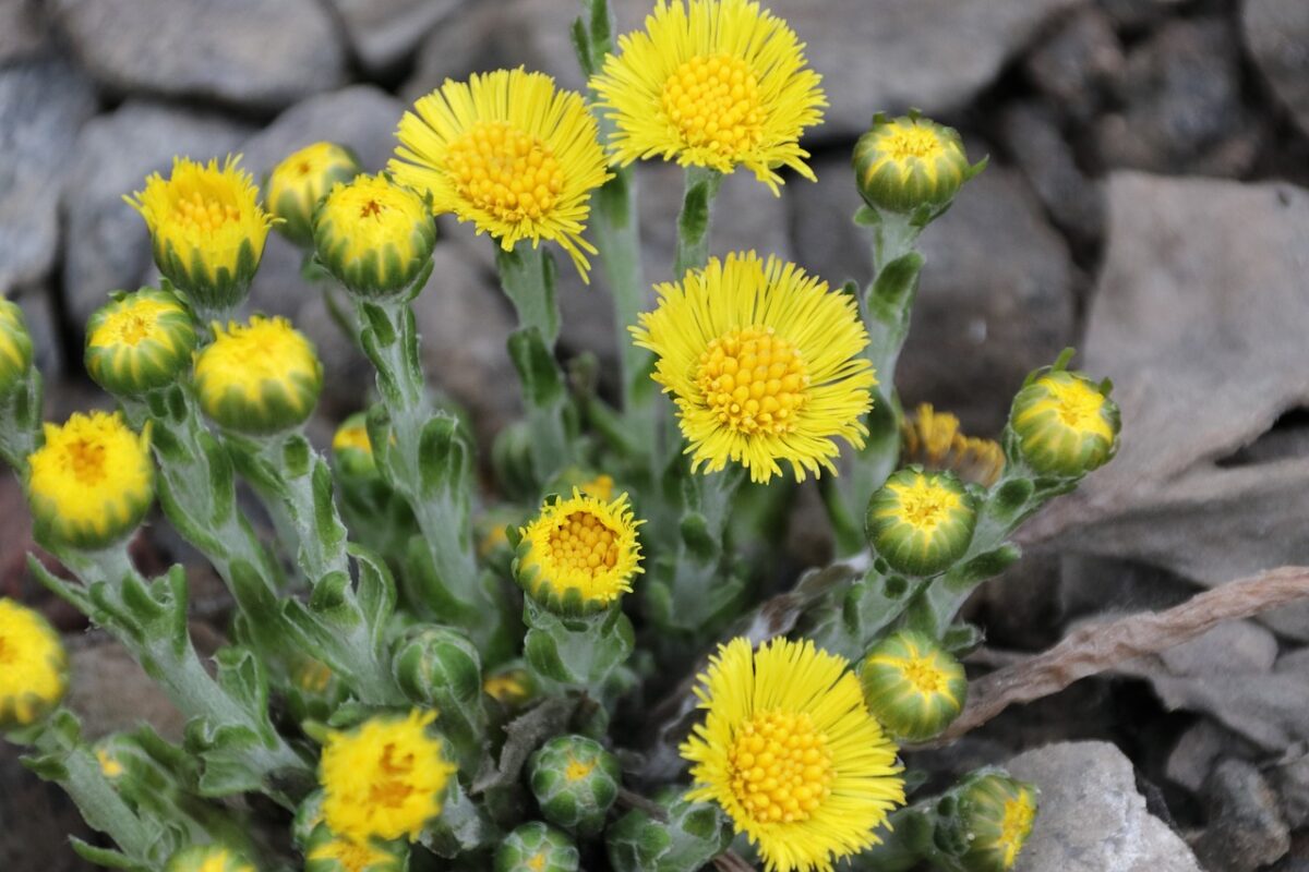 Які рослини можна висаджувати на грядки після того, як заквітне мати-й-мачуха