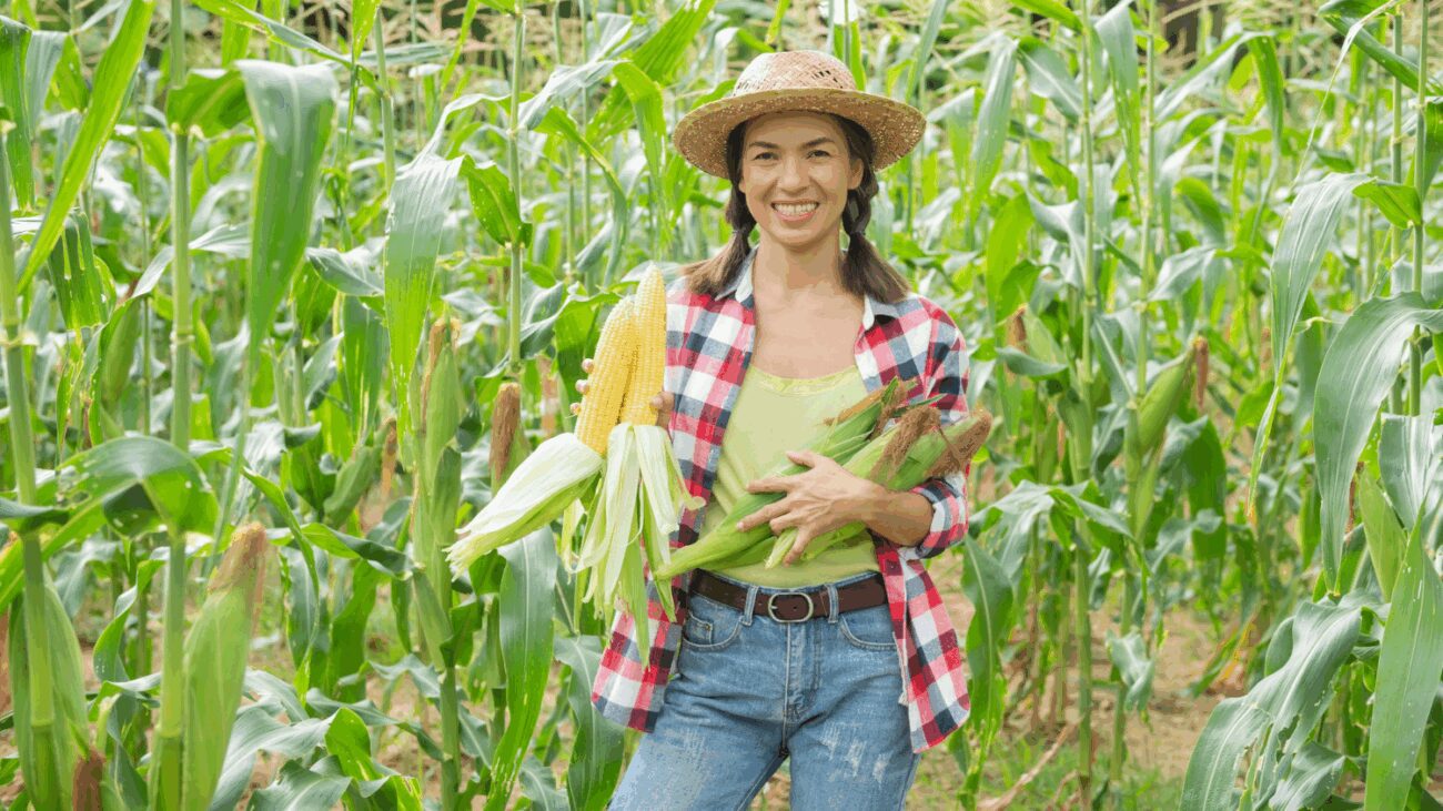 Агрономи пояснили, коли сіяти кукурудзу, щоб отримати гарний врожай