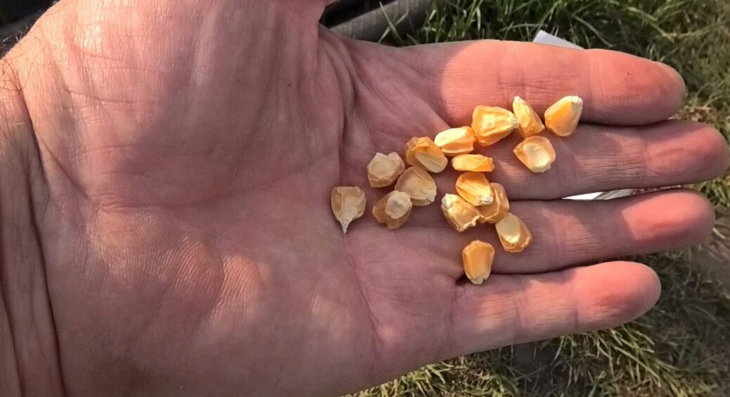 На Миколаївщині висаджують тільки цю кукурудзу: 3 найкращі сорти — солодка та соковита 