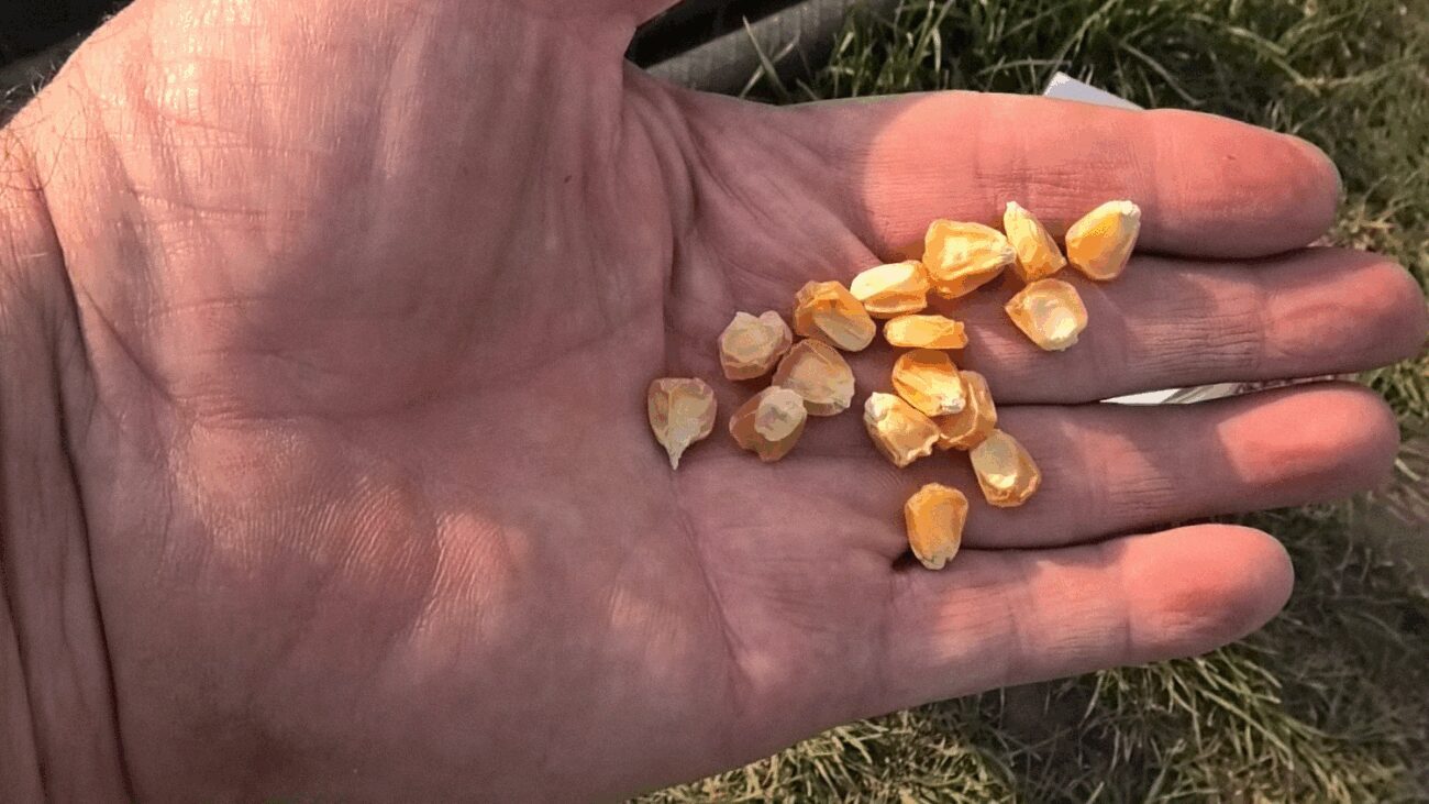 Городник розповів, які сорти кукурудзи варто висадити вдома