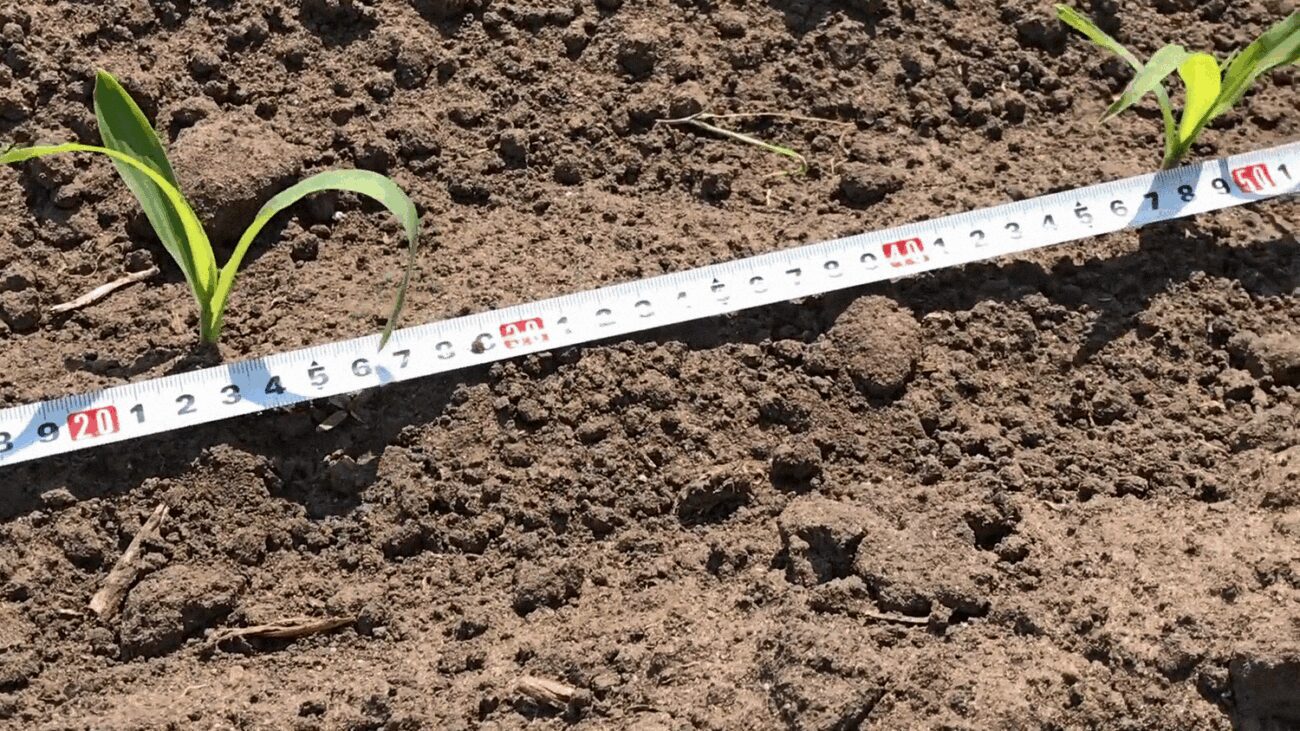 Фермери порадили, коли висаджувати кукурудзу у 2025 році