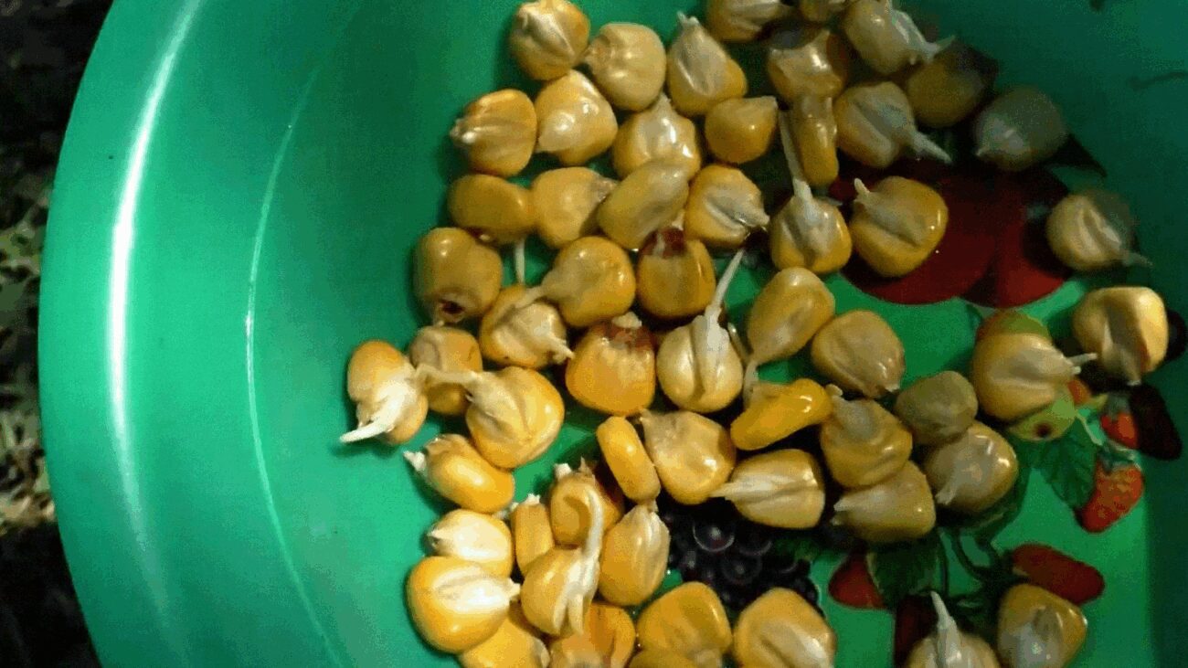 Фермери порадили, коли висаджувати кукурудзу у 2025 році