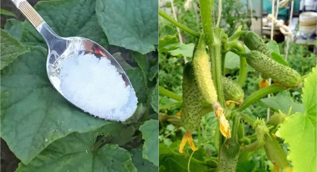 Врожаю буде стільки, що набридне збирати: 4 народних способи підживлення огірків 