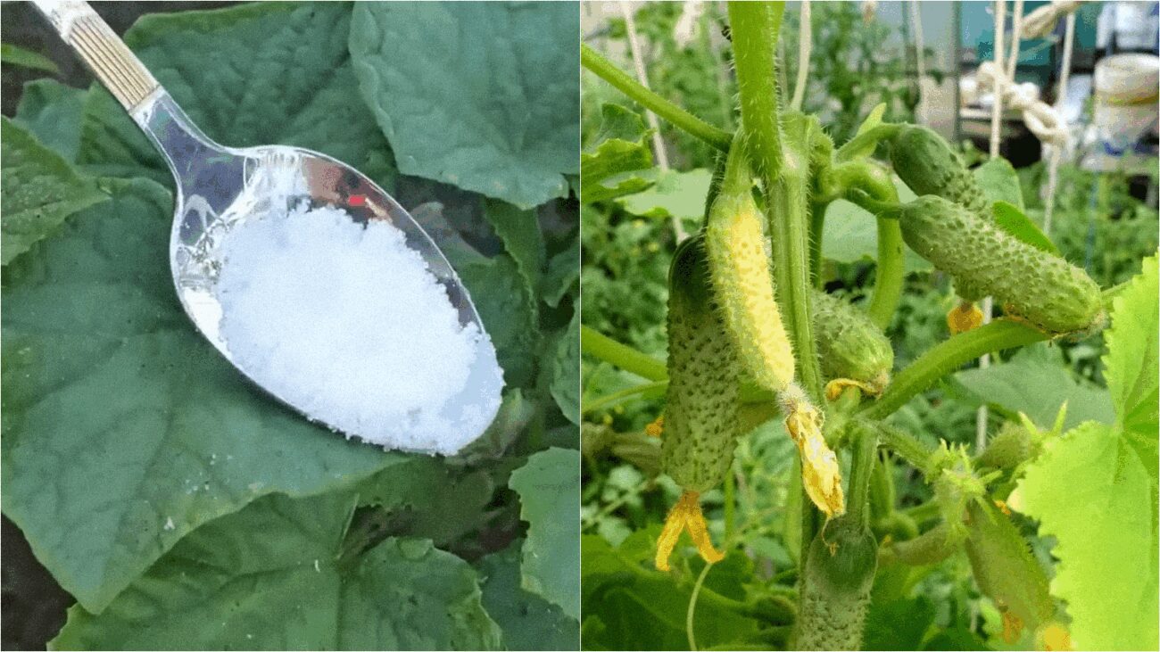 Фермери назвали 4 найкращих народних підживлення для огірків