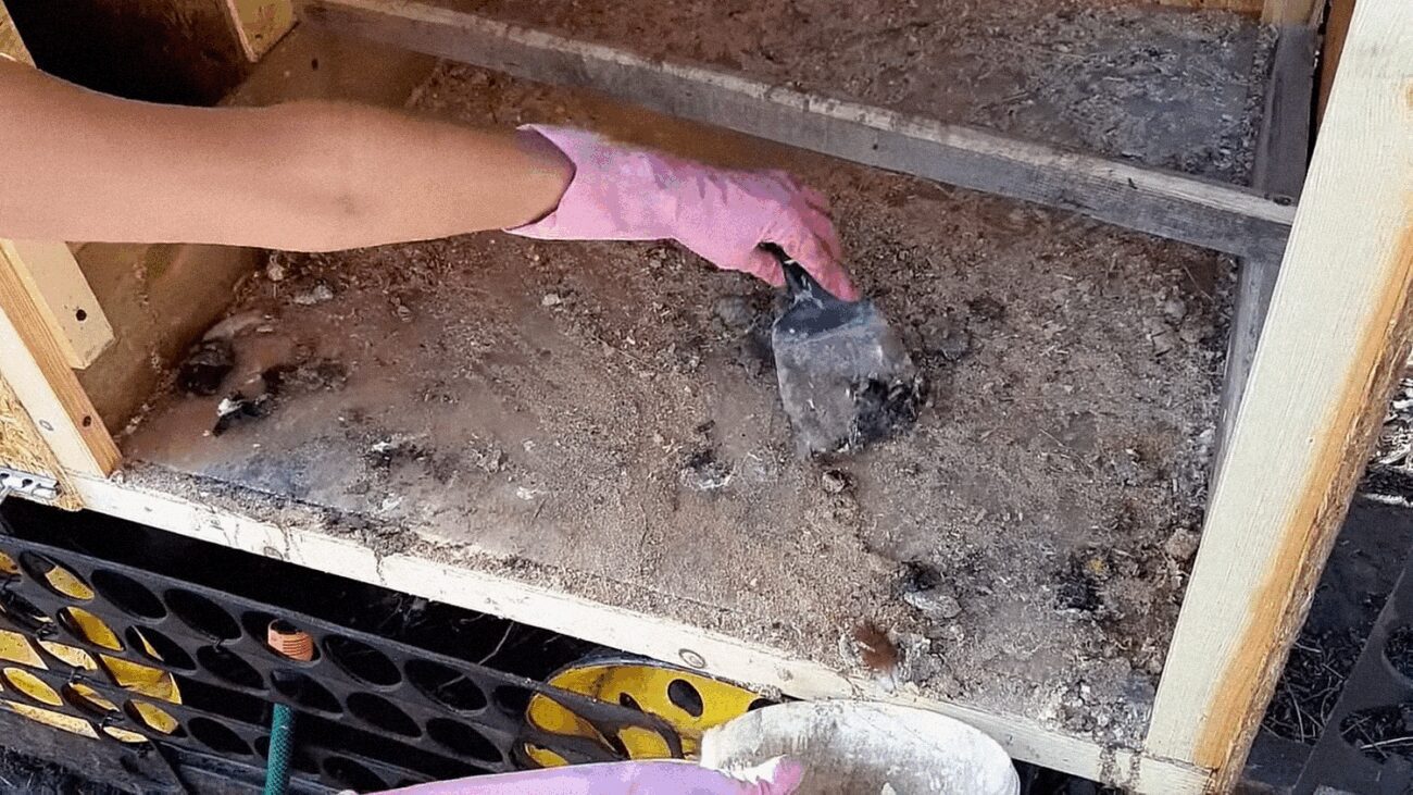 Фермери назвали 4 найкращих народних підживлення для огірків