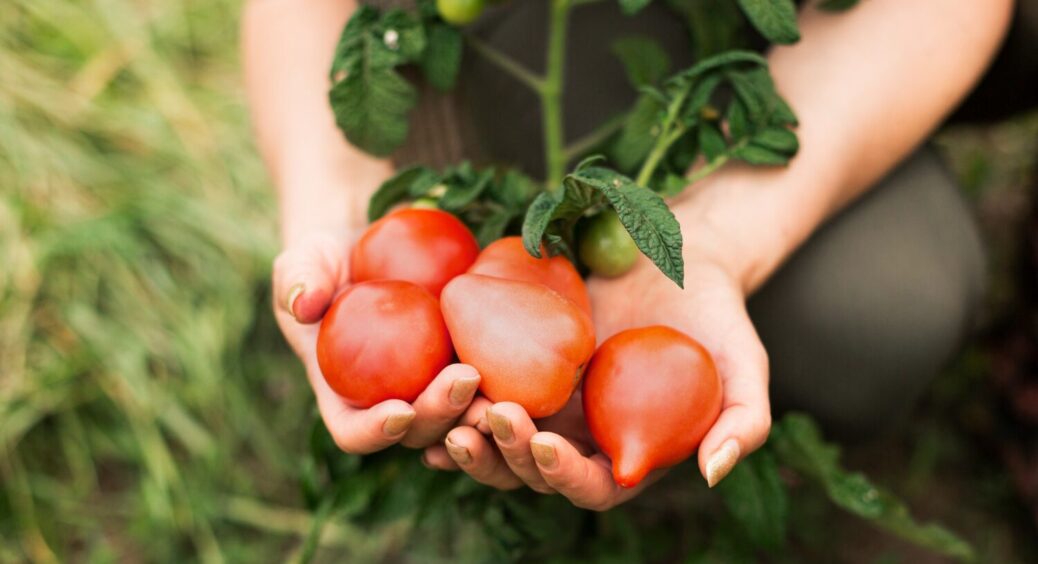 Попіл та молочна сироватка — 2 потужні натуральні підживлення для помідорів 