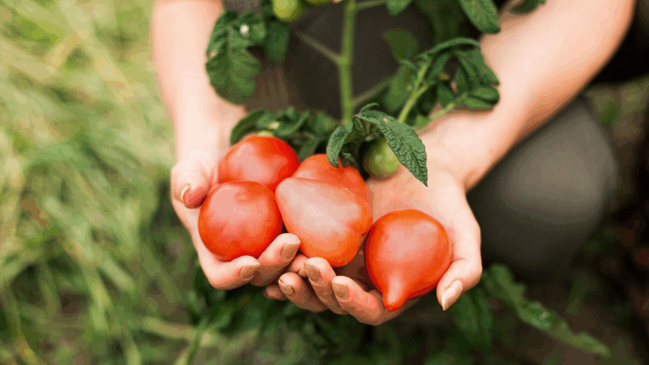 Городники розповіли, чим підживити помідори після висаджування і не тільки Городники розповіли, чим підживити помідори після висаджування і не тільки