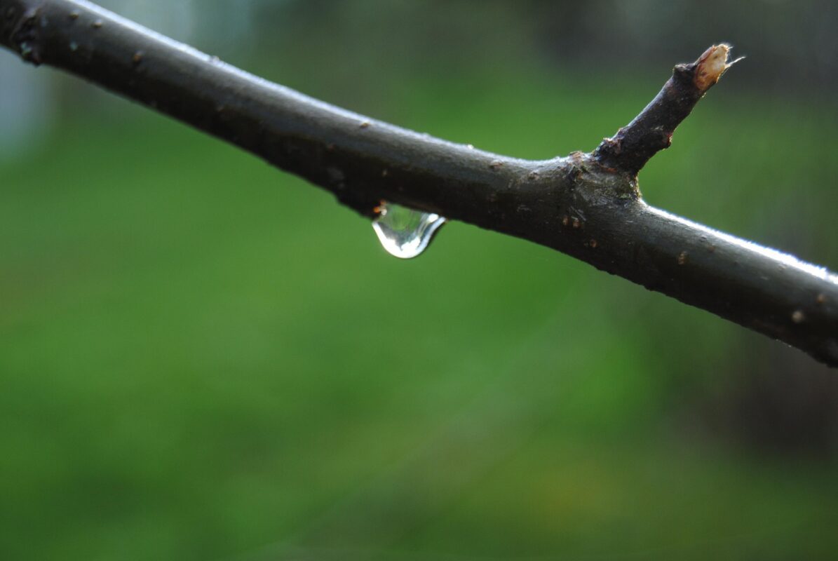 Дачники пояснили, для чого поливати розсаду й квіти дощовою водою