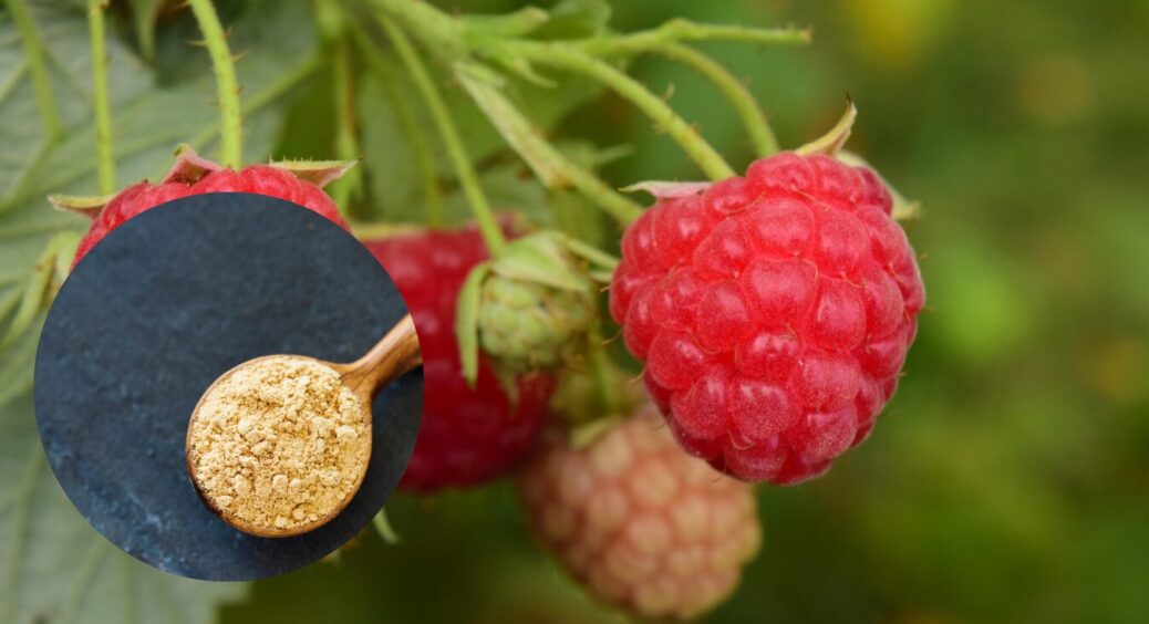 Гірчиця і малина: як використовувати порошок проти шкідників у 2025-му – ефективний метод 