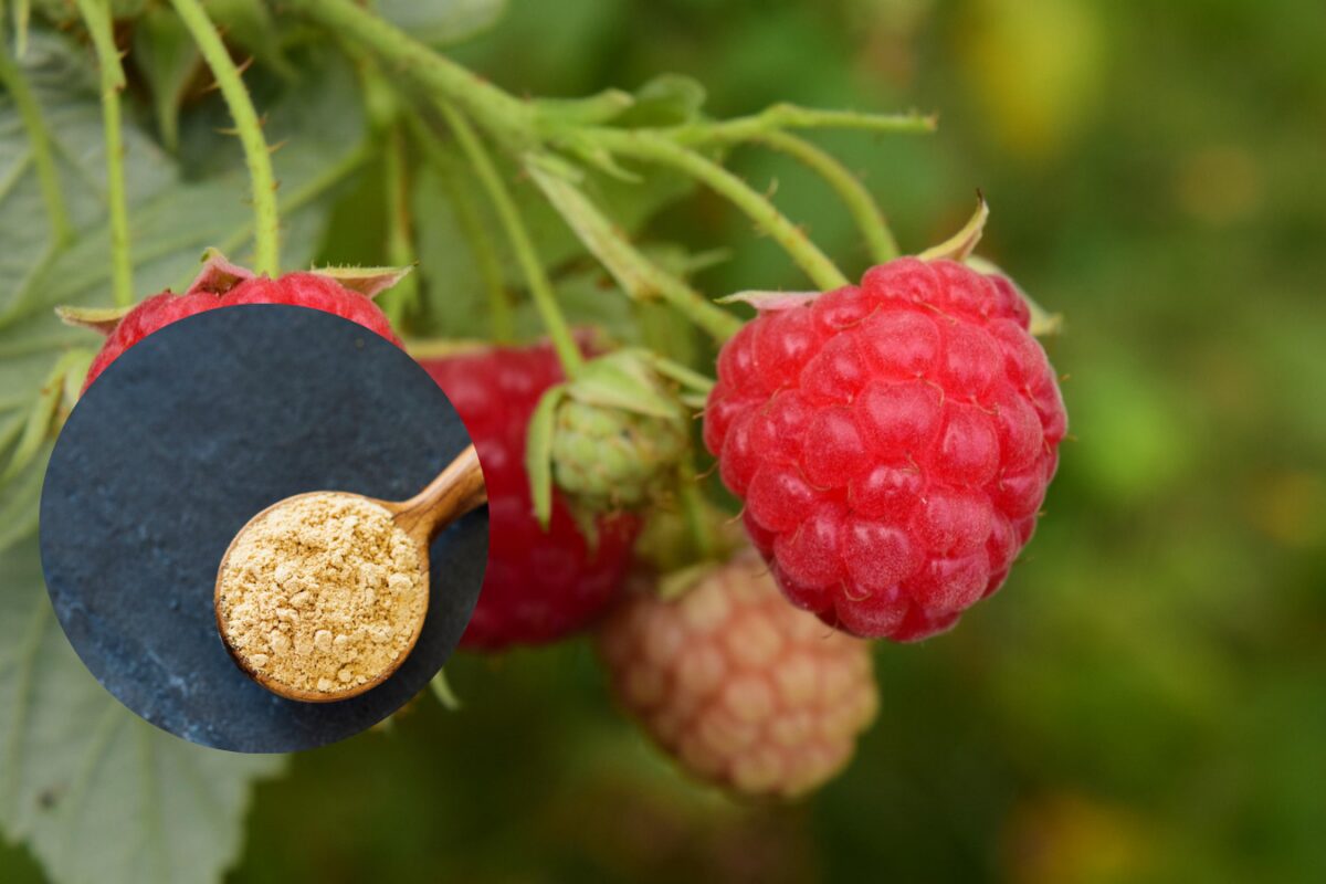 Городники розповіли, чим обробити кущі малини навесні від шкідників