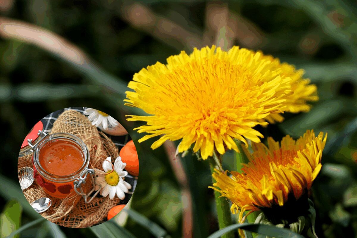 Рецепт варення із кульбаб