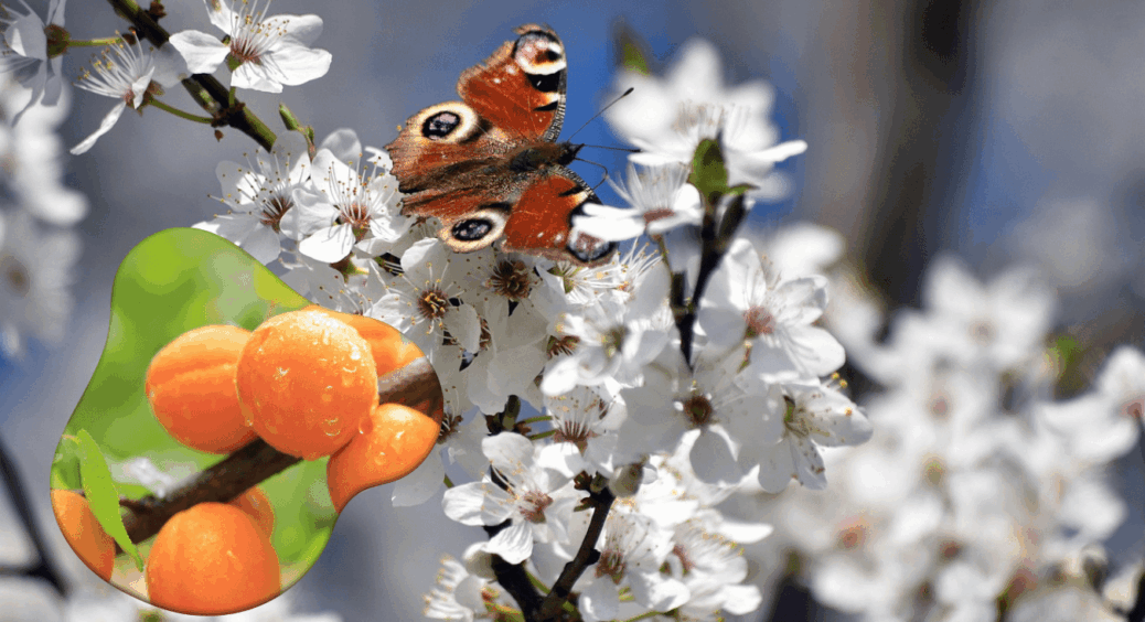 Як допомогти квітучій абрикосі, коли на термометрі “мінус”: садівники назвали дієві способи 