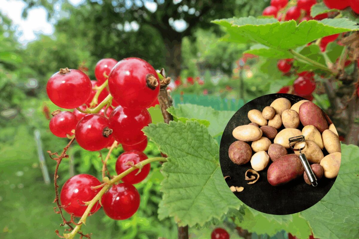 Садівники розповіли, навіщо класти картопляне лушпиння під кущі смородини