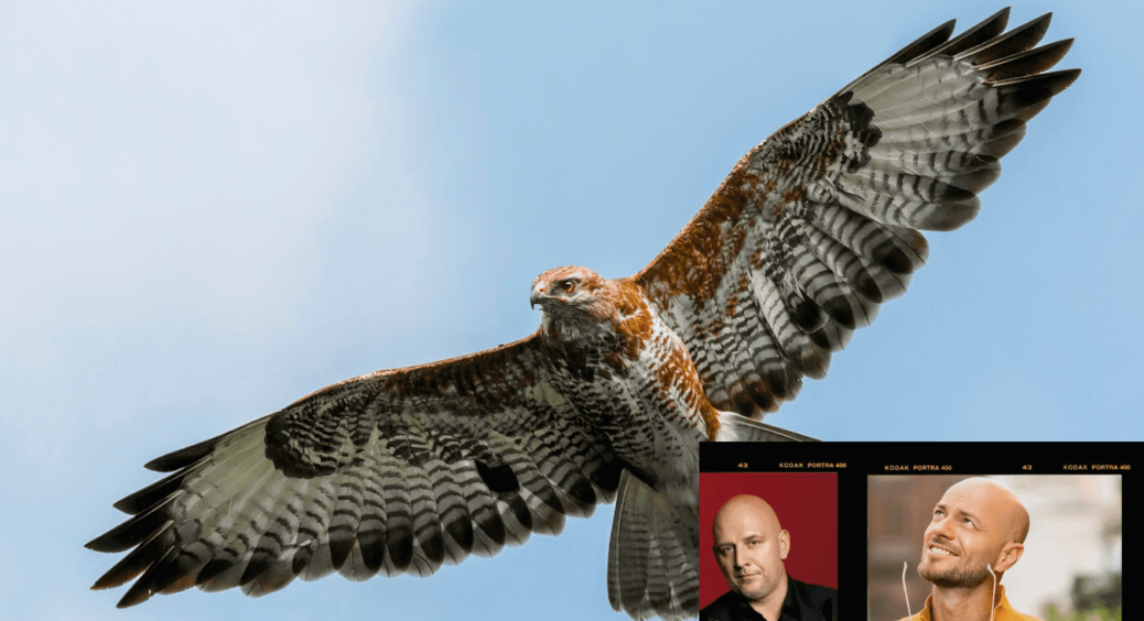 У Великобританії яструб кілька тижнів переслідував високих і лисих: Потапа з Ямою не знайшов 