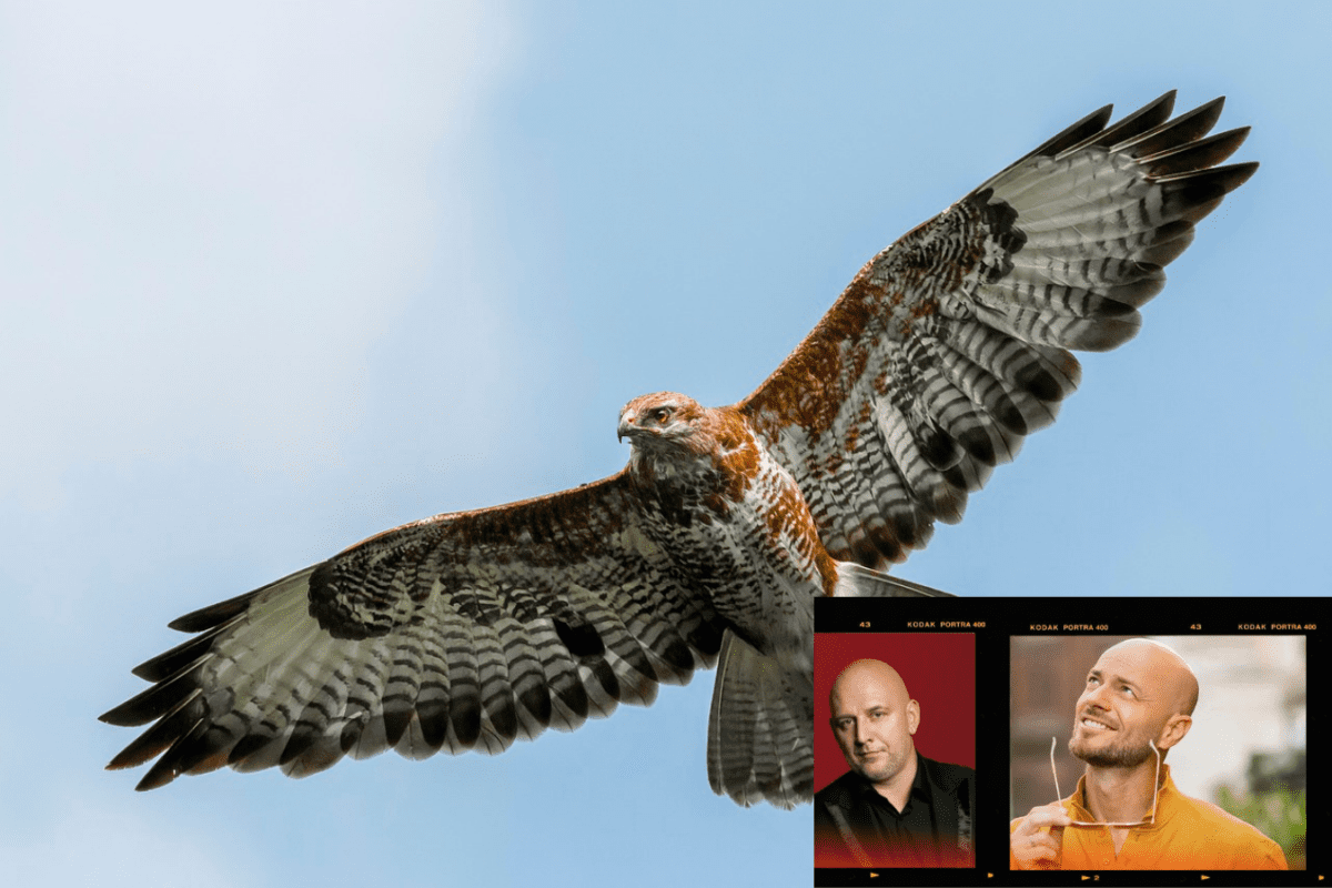 Яструб у Великобританії полював на лисих та високих чоловіків