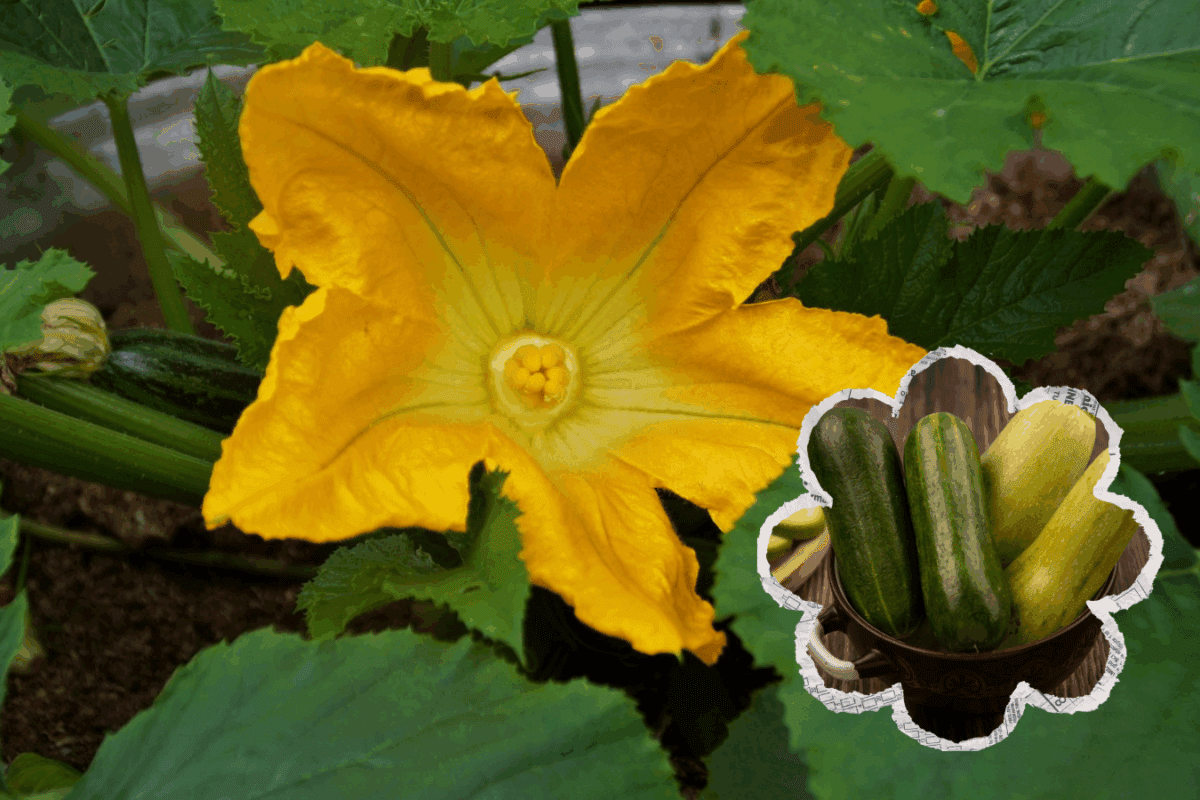 Агрономи розповіли, що зробити, якщо кабачки почали гнити із зав'язі