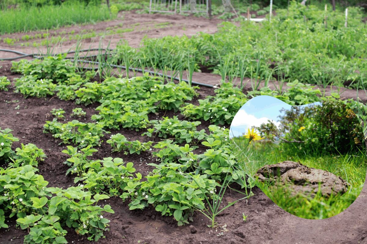 Агрономи розповіли, як  та чим підживити землю на грядках замість компосту