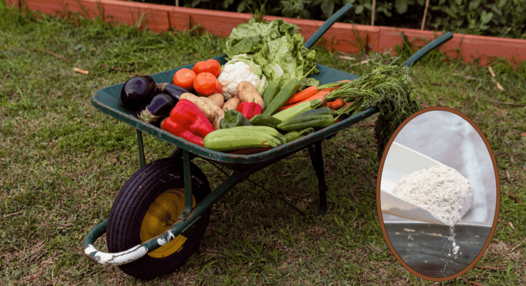 Забудьте про навоз та попіл: 1 інгредієнт, який збільшить врожайність в кілька разів 