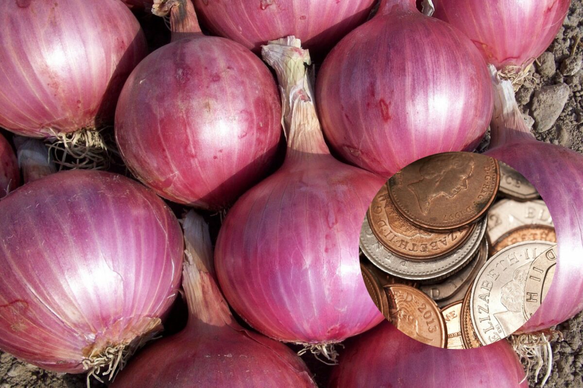 Навіщо господарі саджають цибулю із монеткою