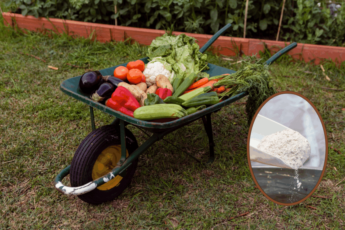 Дачники назвали ідеальне добриво для домашніх грядок