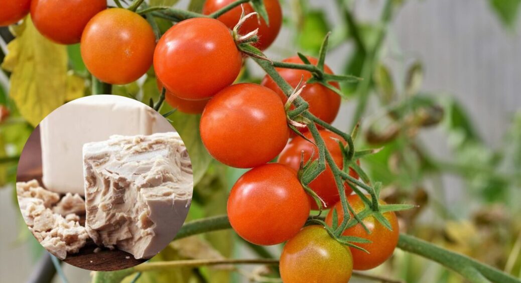 Помідори будуть рости, як на дріжджах: внесіть це в лунки – результат перевершить очікування 