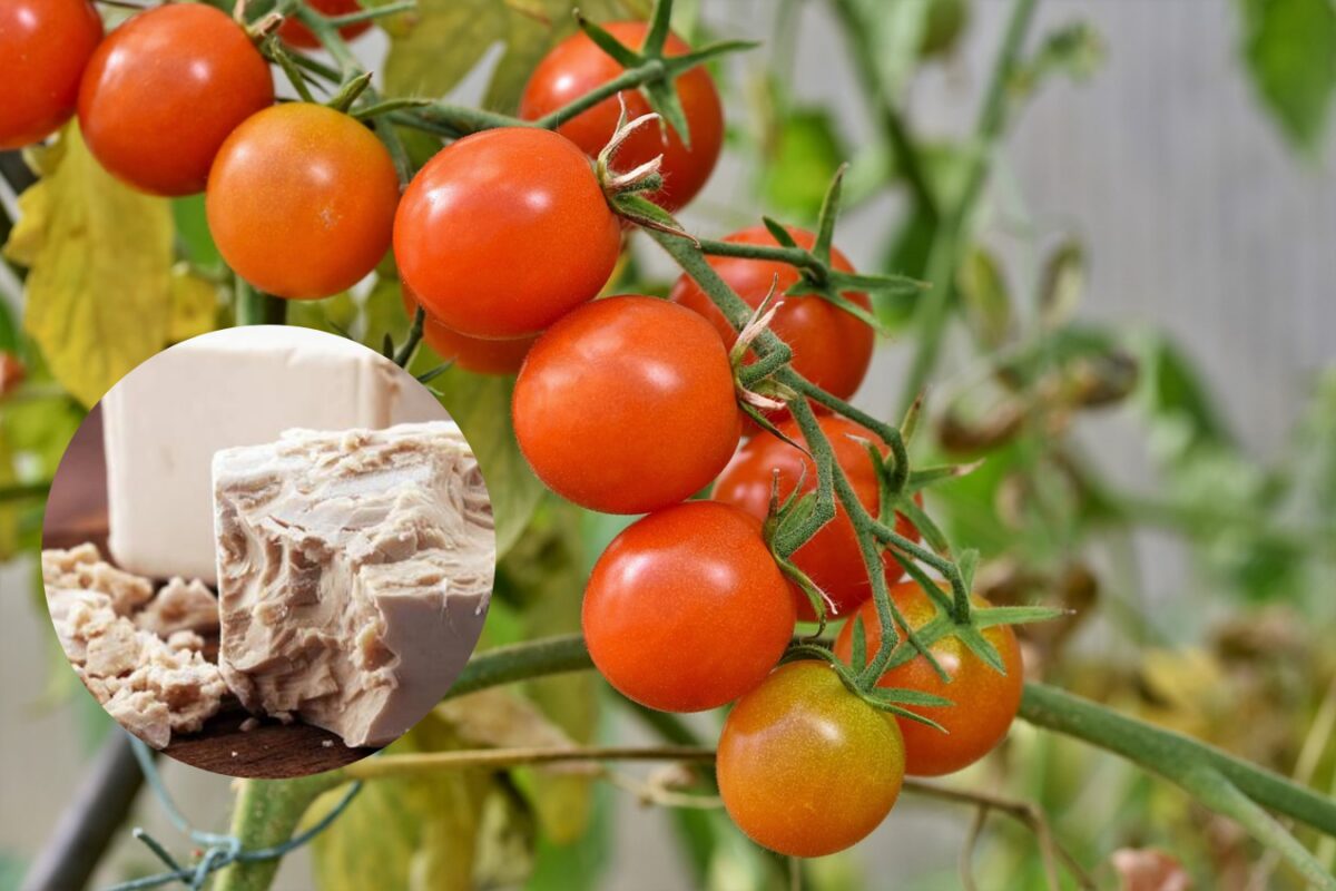 Що внести в лунки при посадці помідорів, щоб вони гарно плодоносили: дачники розкрили секрет