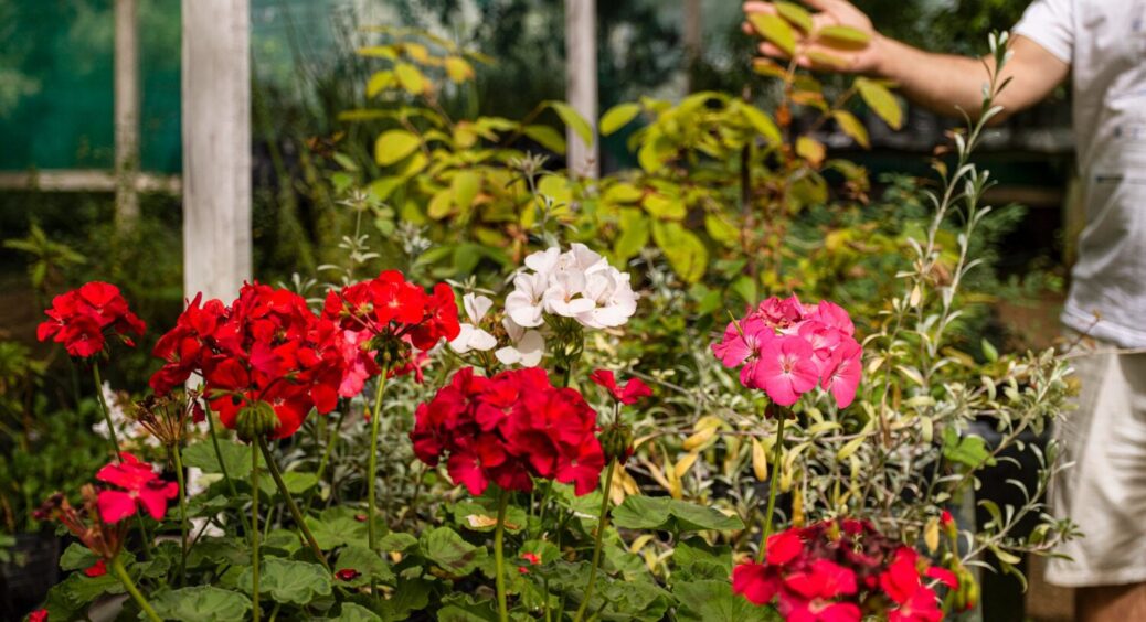 Чи можна підживлювати рослини кавовою гущею насправді? 2 головні секрети цього методу 