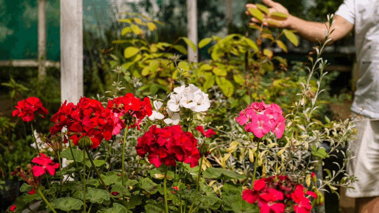 Садівник розповів, чи можна підживлювати рослини кавовою гущею