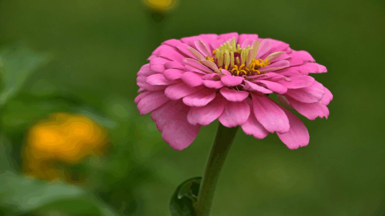 Флористи назвали три невибагливі рослини, які варто посадити на дачі