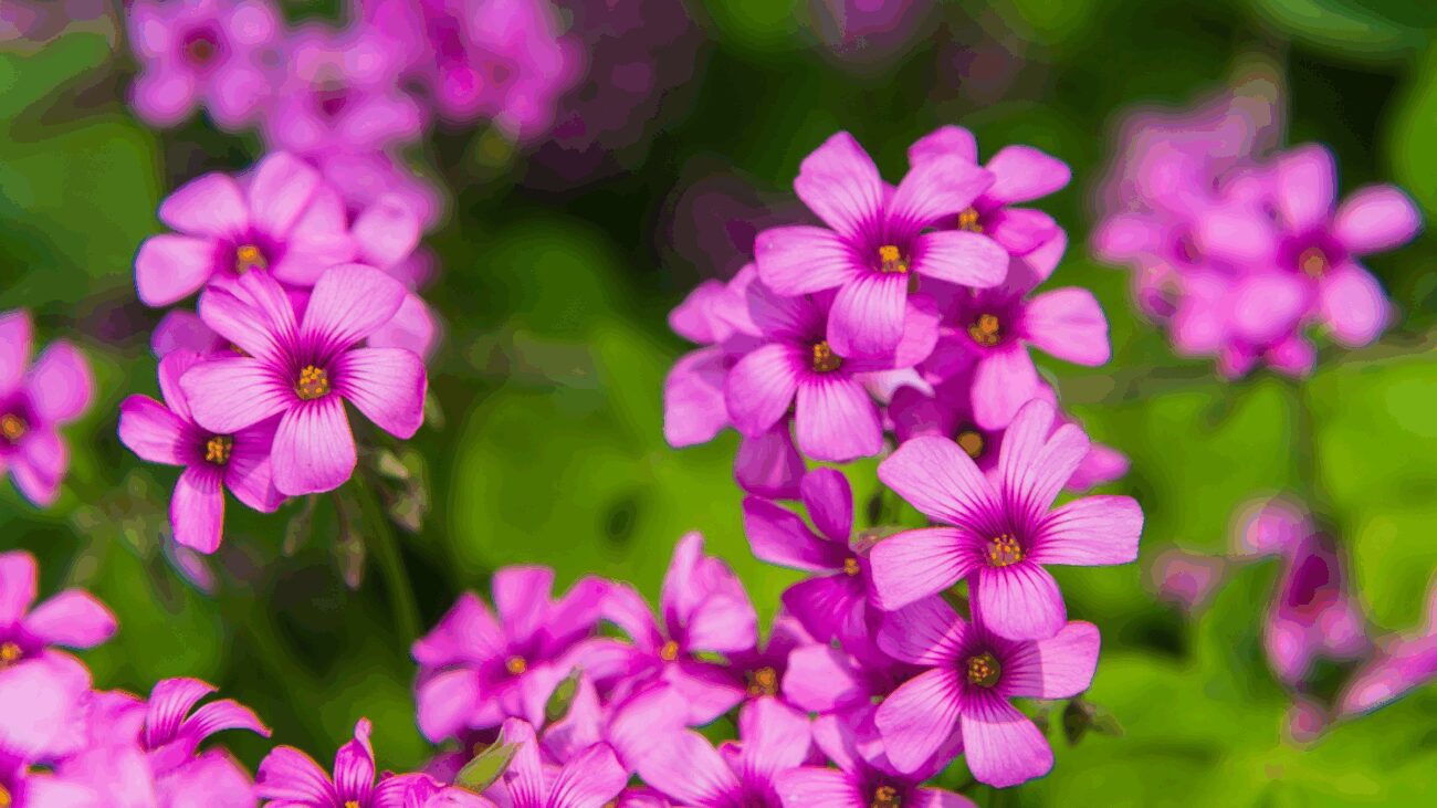 Флористи назвали 3 найкращі багаторічники для декорування саду