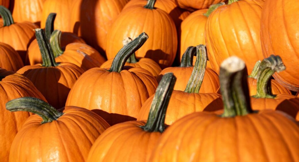 Який гарбуз найкраще підійде для будь-якого вашого рецепту? 3 ароматних і солодких сорти 