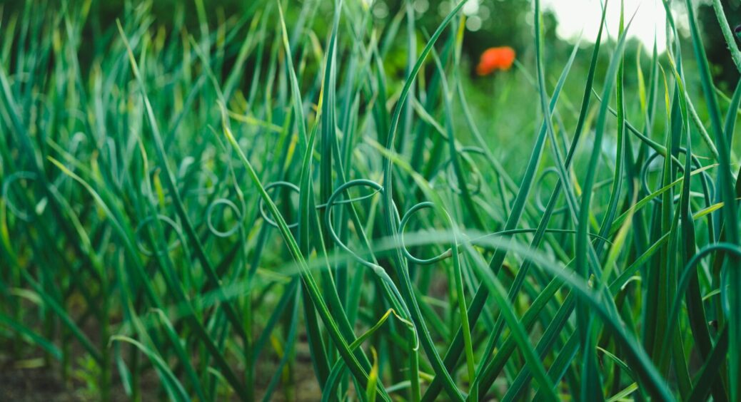 Великий і ще більший: часник вразить розмірами – розбавте 10 крапель нашатирю в цьому 