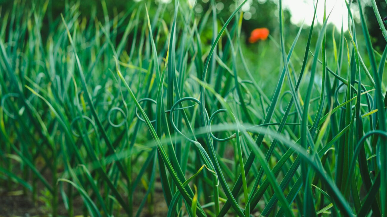 Як отримати великий врожай часнику