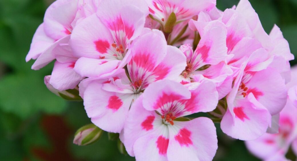 Герань дасть в 2 рази більше квітів: 2 простих зимових способи укорінення без клопоту 