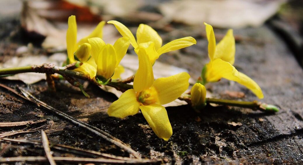 Готуємося до заморозків: синоптики розповіли, чим українців порадує погода з 23 по 27 квітня 