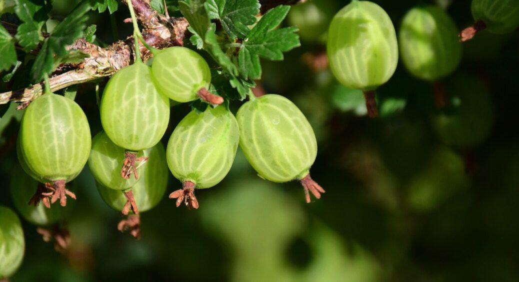 Коли обрізати аґрус восени, щоб наступного року був вдвічі врожайнішим: відповідь проста 