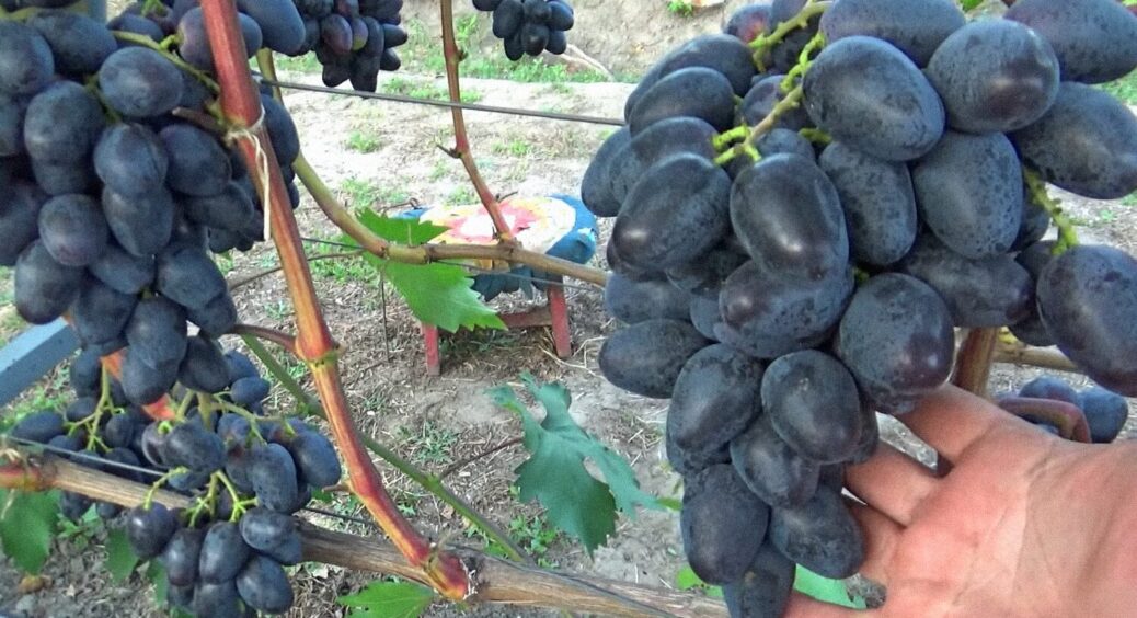 Так робили за радянських часів, але це велика помилка: як не загубити врожай винограду 