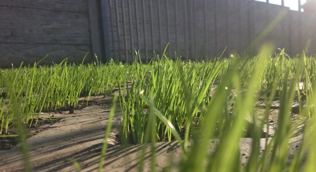 Газон у бетоні: геніальне рішення, яке дозволить зробити ваше подвір’я красивим і практичним 