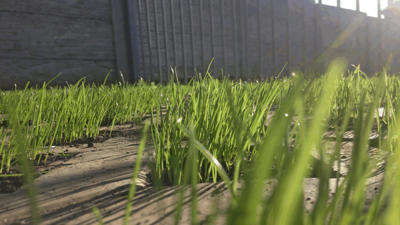 Ландшафтні дизайнери показали, як поєднати газон і бетон на подвір'ї