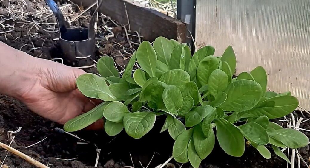 Ця зелень — основа моїх грядок: 3 рослини, які варто саджати на городі для здорового харчування 