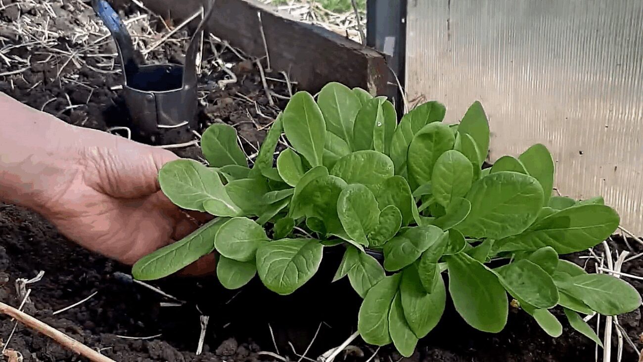 Городники назвали 3 види зелені, які варто вирощувати самостійно