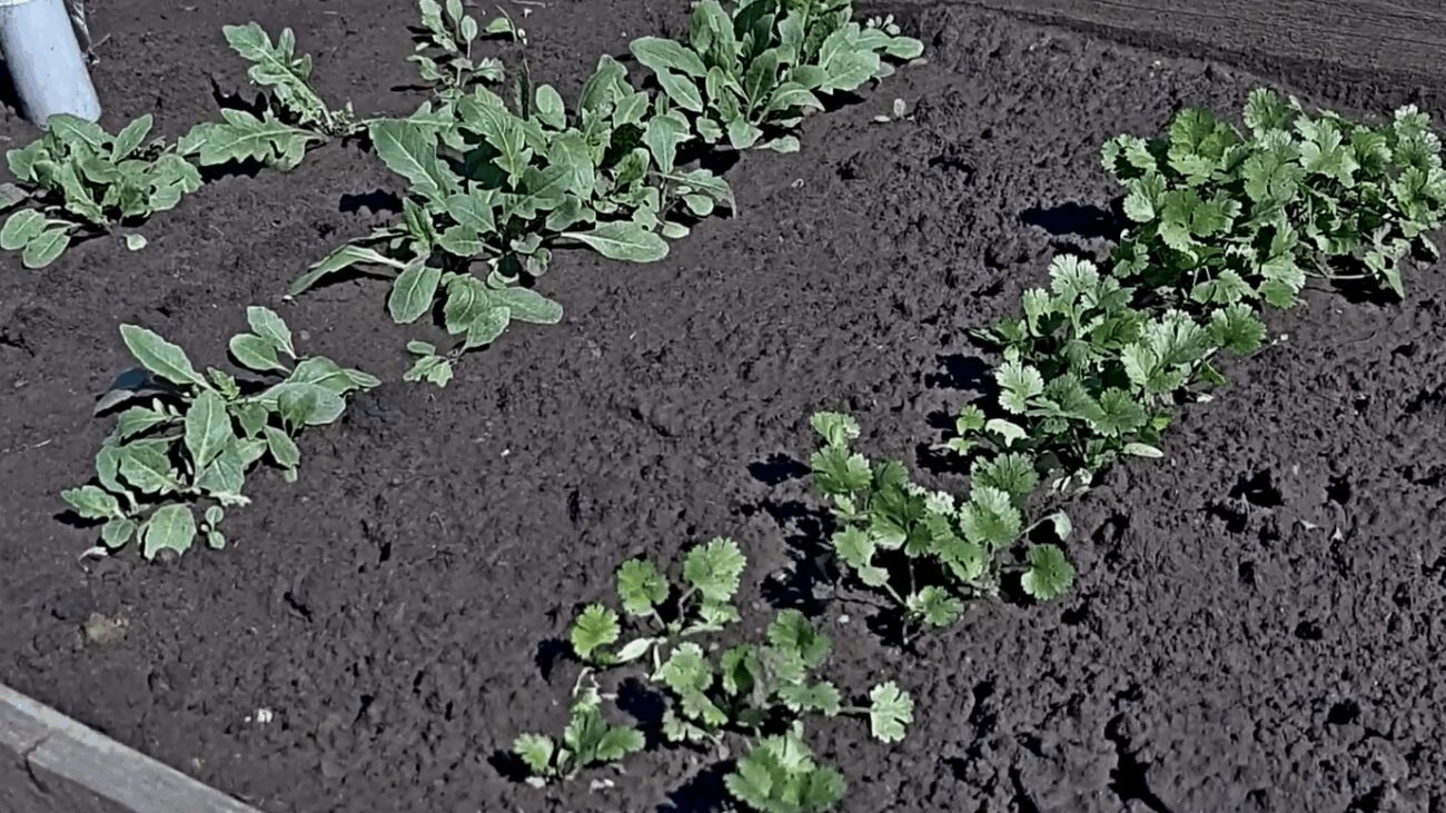 Господарі назвали 3 види зелені, які варто вирощувати самостійно