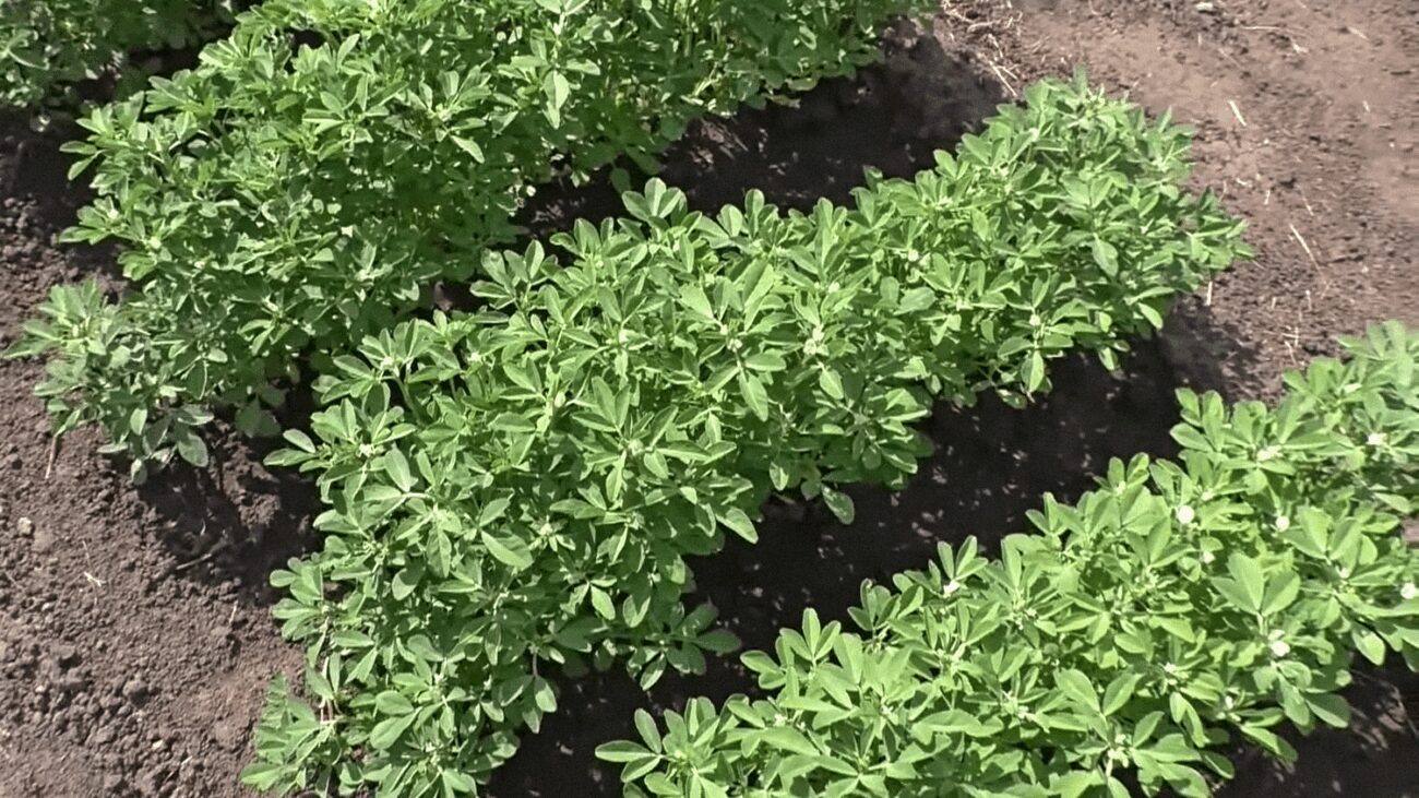 Фермери розповіли, як отримати врожай під час посухи без поливу