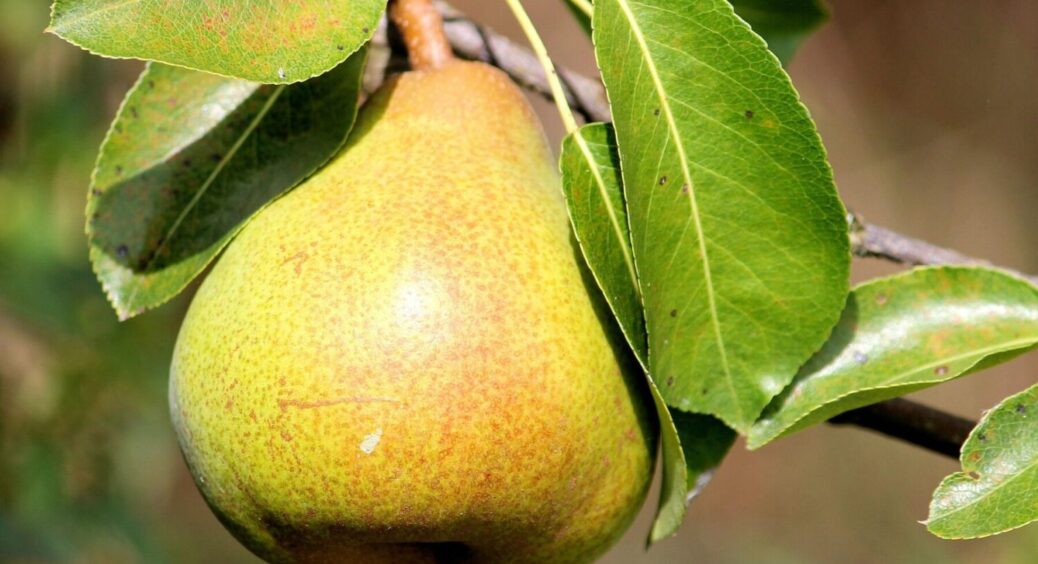 Груша не любить цих сусідів: як 2 банальні помилки можуть знищити врожай на вашій ділянці 