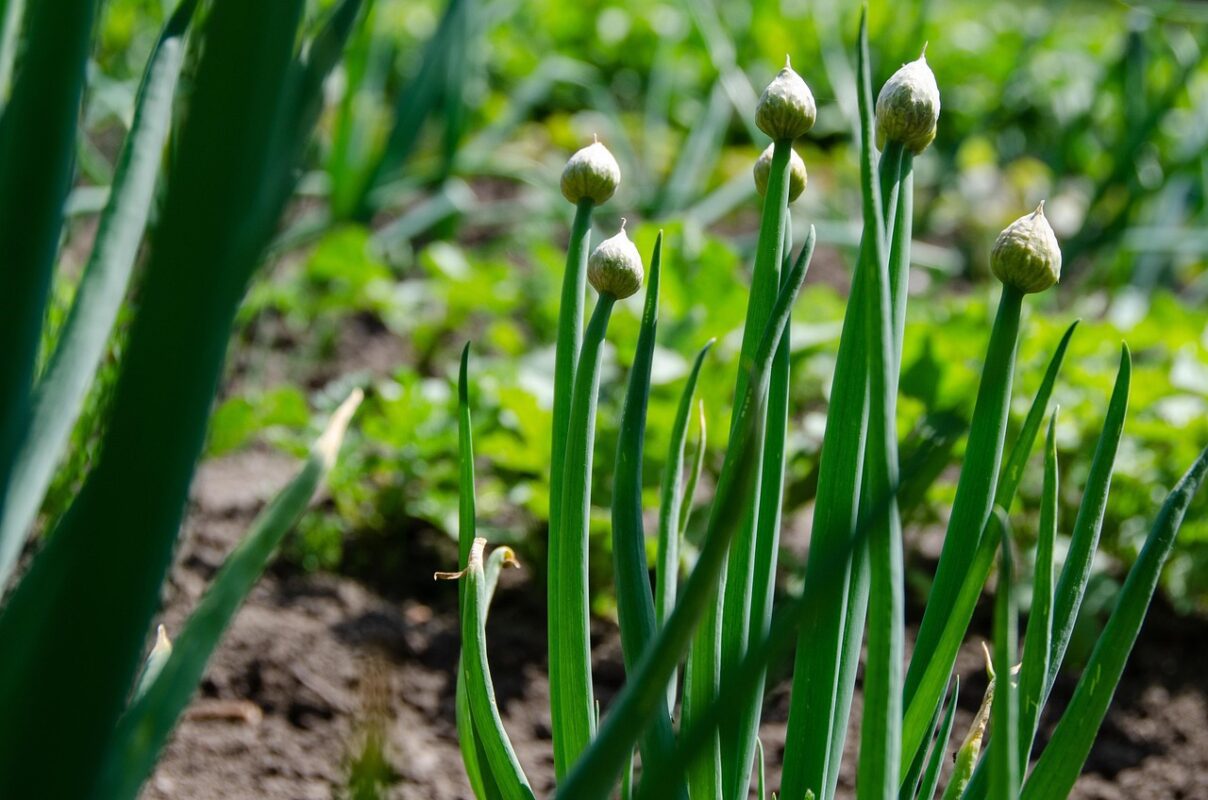Дачники розповіли, як правильно висаджувати цибулю, щоб вона не пішла в стрілки