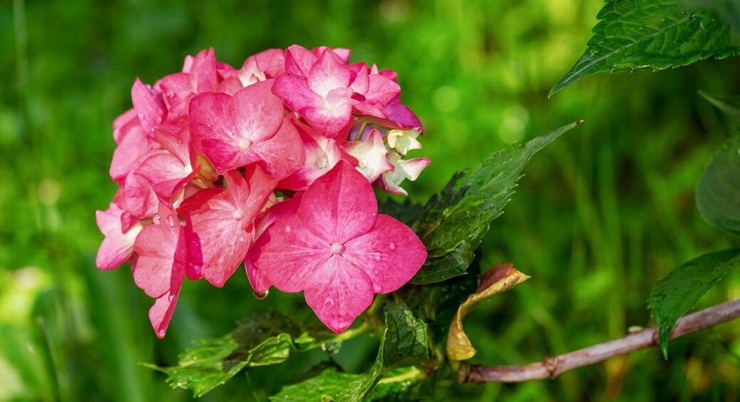 Все через неправильний догляд: 3 дії, яких варто завжди уникати при вирощуванні гортензій 