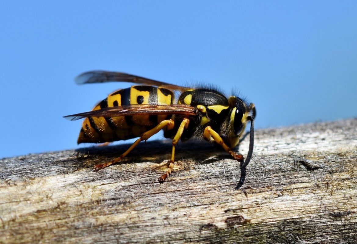 Експерт розповів, як позбавитися від ос на своїй ділянці 