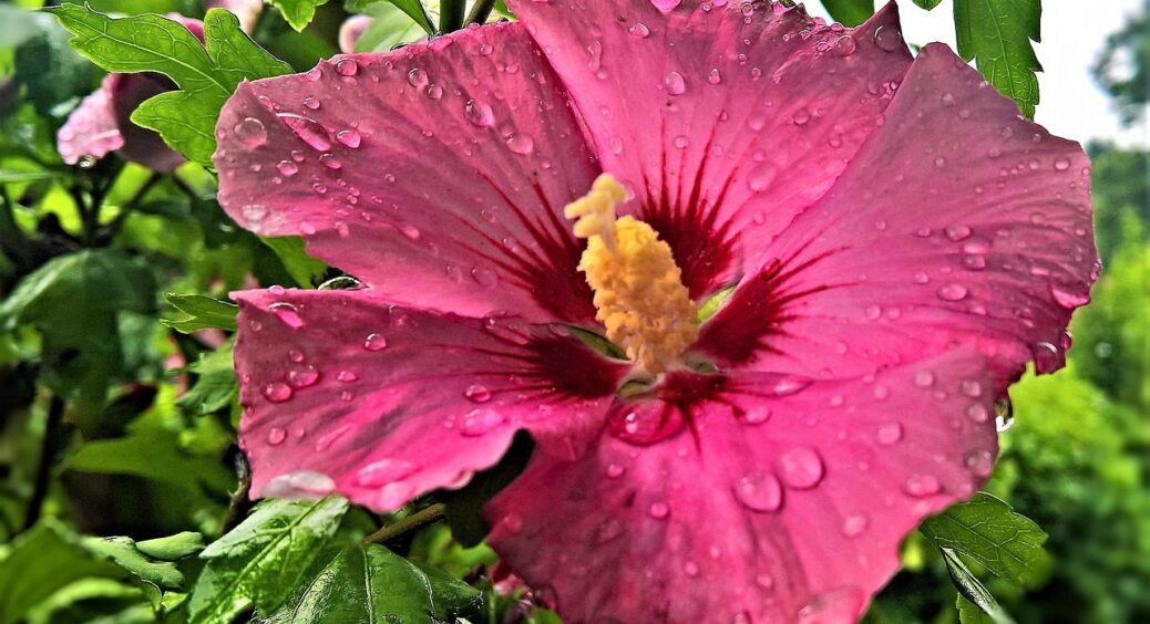 Ці гібіскуси – справжнє диво: 3 сорти, які варто посадити у себе в саду – 1,5 метри висотою 