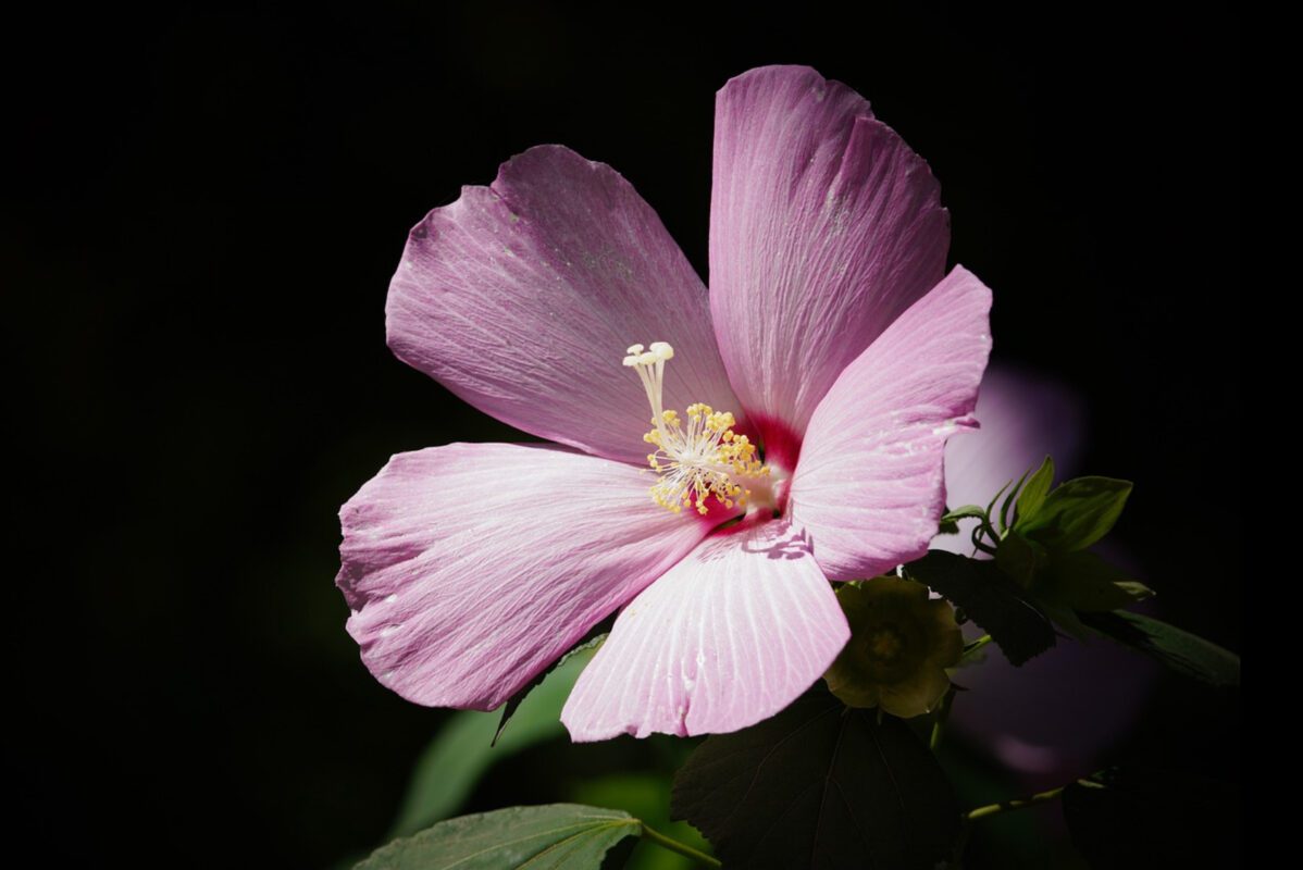 Експерт розповів, як правильно вирощувати гібіскус вдома і в саду 
